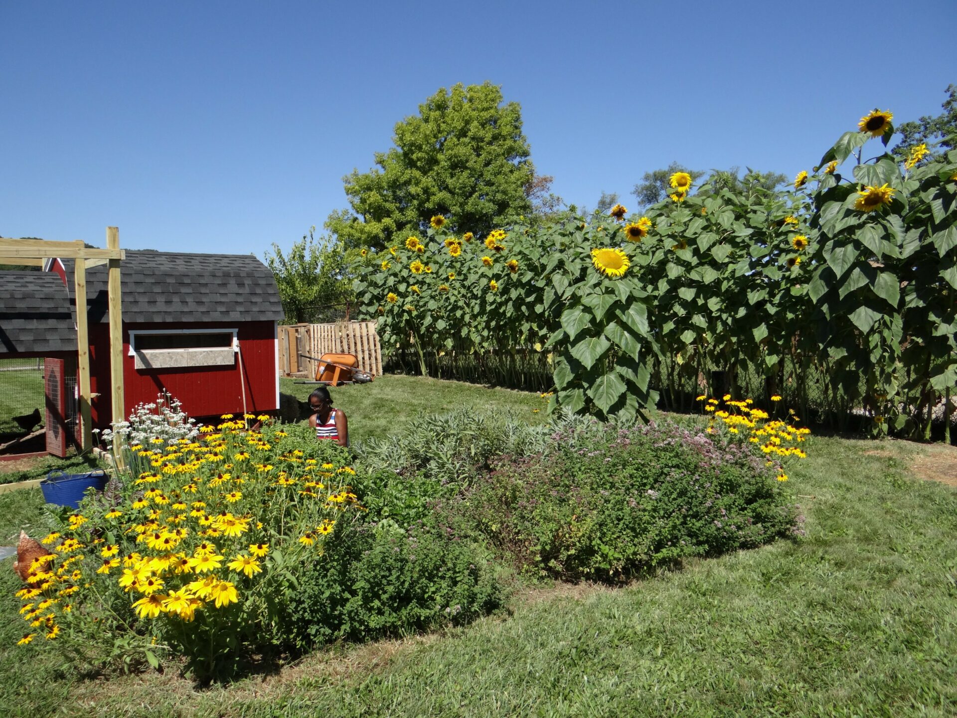 One of many Let’s Grow Akron community gardens. Image courtesy of Let’s Grow Akron.